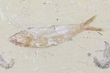 Fossil Fish & Four Shrimp (Pos/Neg) - Lebanon #70451-1
